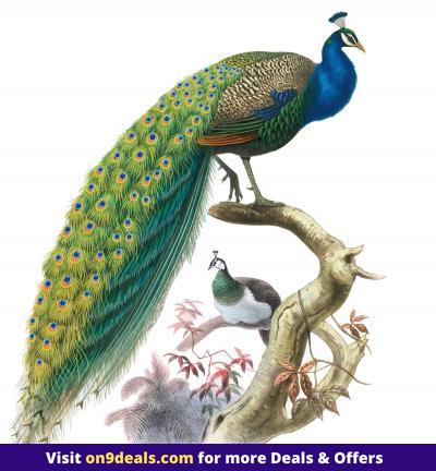 Walltola Nature PVC Multicolor Peacock Wall Sticker Pack of 1 (84 x 88 cm)